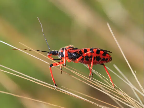 Cimice assassina (Reduviidae) — non vettore di Trypanosoma cruzi in Europa
